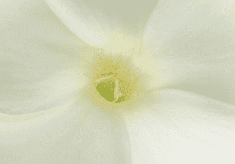 white flower pistil