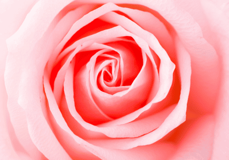 rosebuds with petals